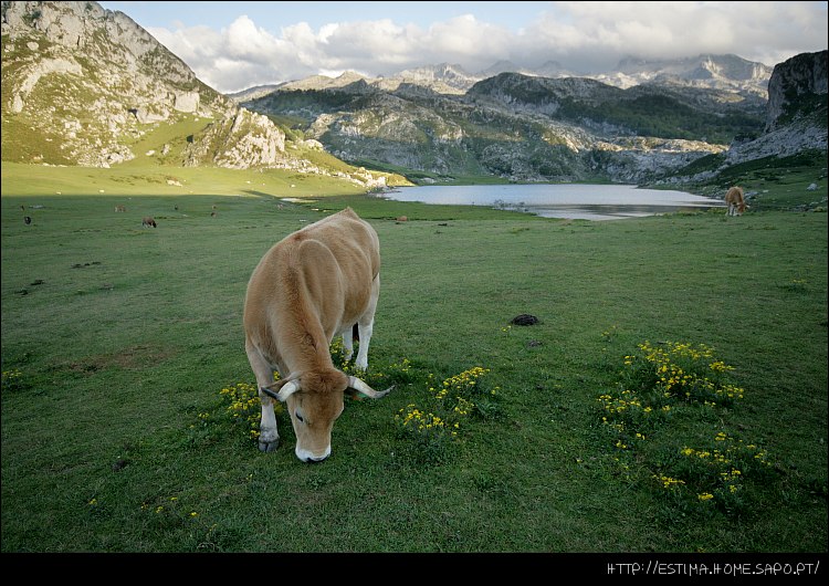 Cow