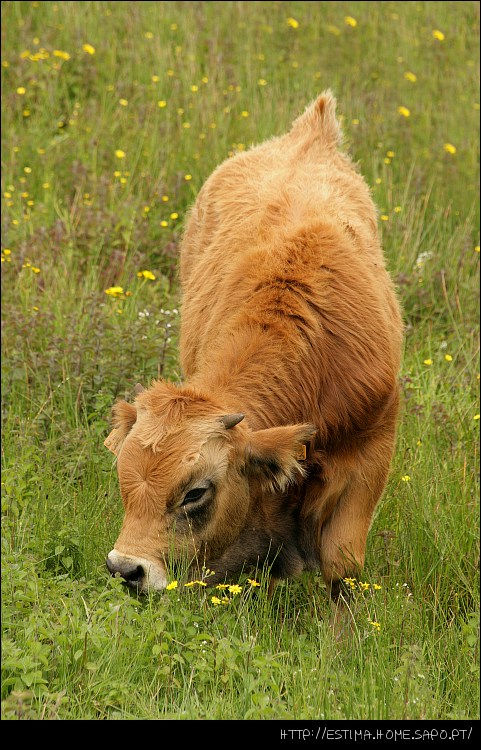 Cow