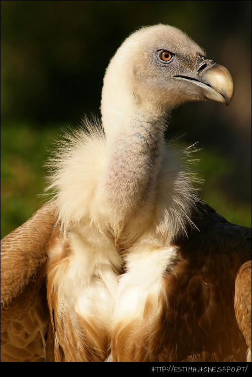 Griffon