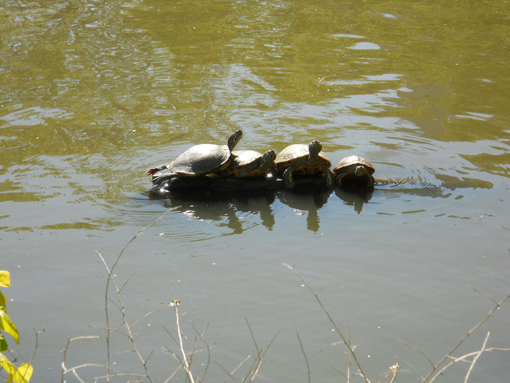 DSCN1852.jpg