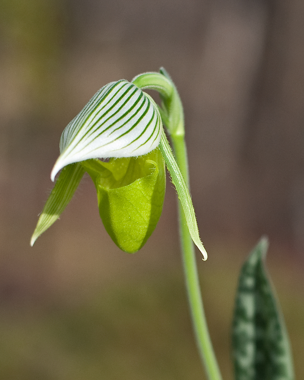 Green Lady Slipper Orchid