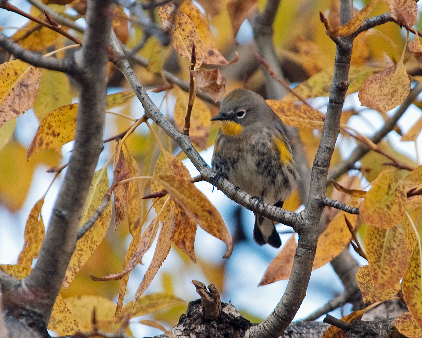 Audubons Warbler