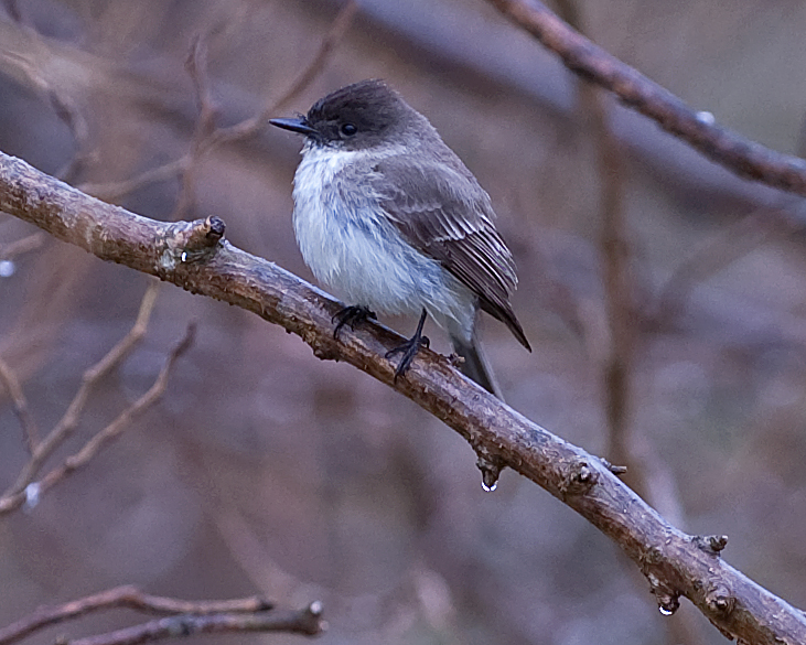 Eastern Phoebe