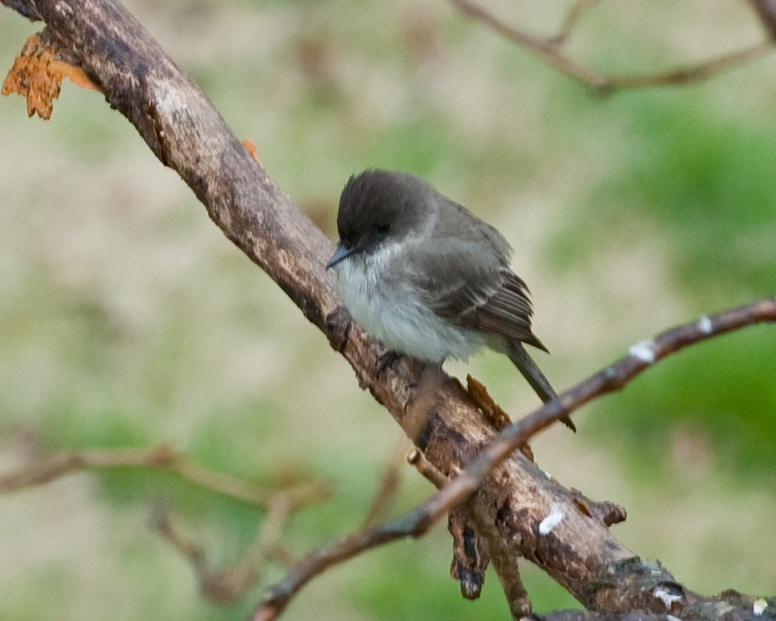 Eastern Phoebe