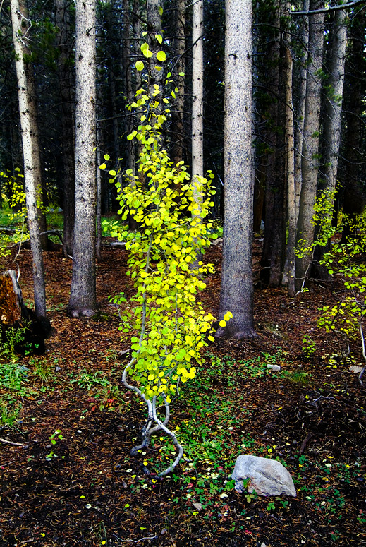 Young Aspen in Forest