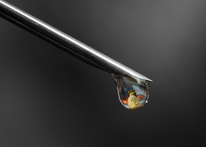 Hawk in Drop