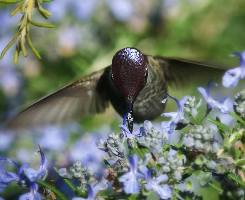 humming bird front shot