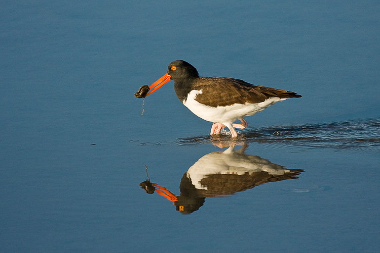 American Oystercatcher 04.jpg