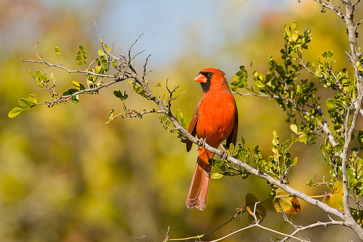 Cardinal 01.jpg