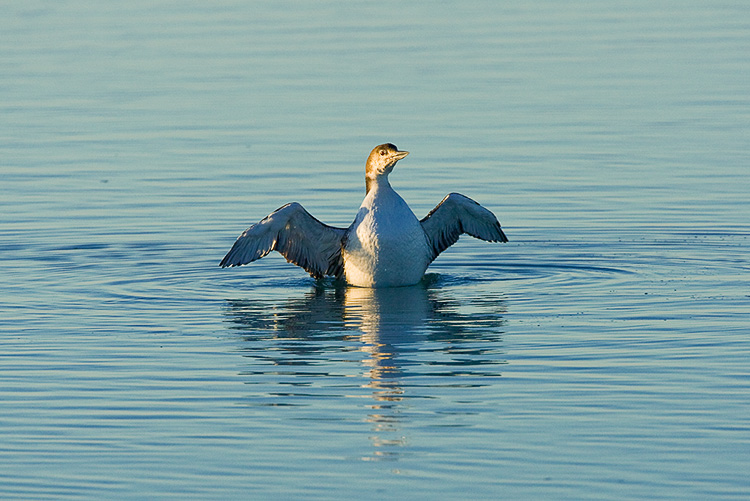 Common Loon 02.jpg