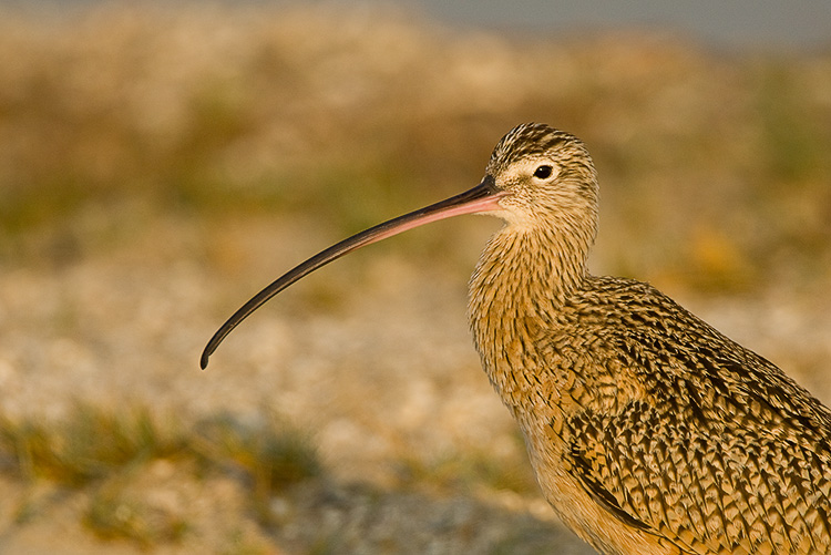 Long-billed Curlew 04.jpg