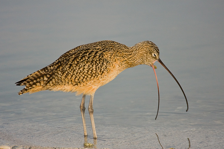 Long-billed Curlew 03.jpg
