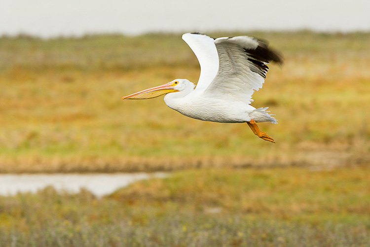 Pelican 05.jpg