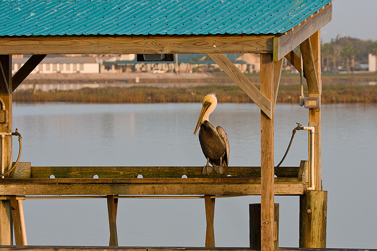 Pelican 03.jpg