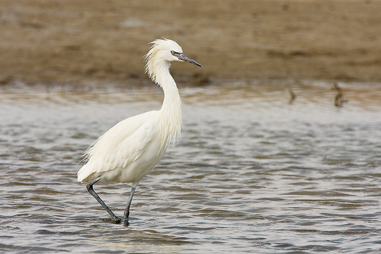 Reddish Egret  08.jpg