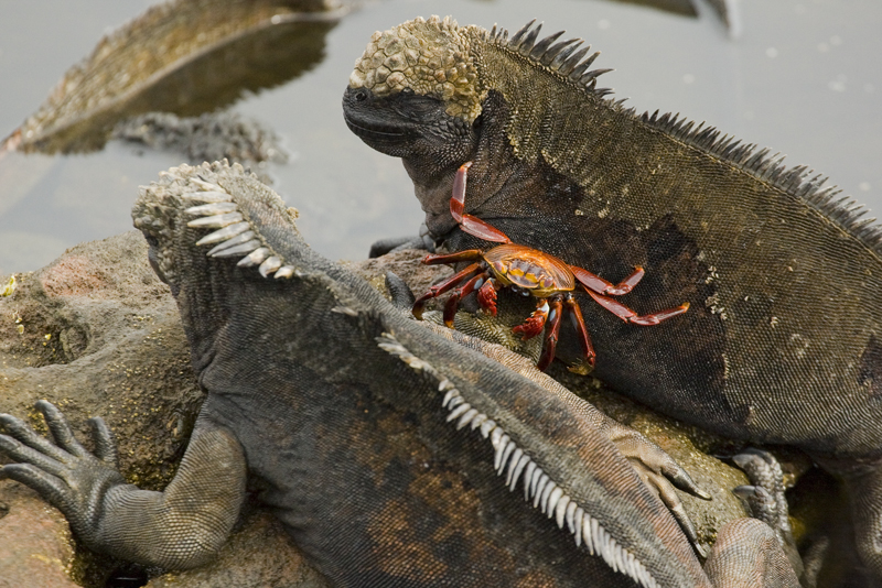 Marine Iguana Santiago 02