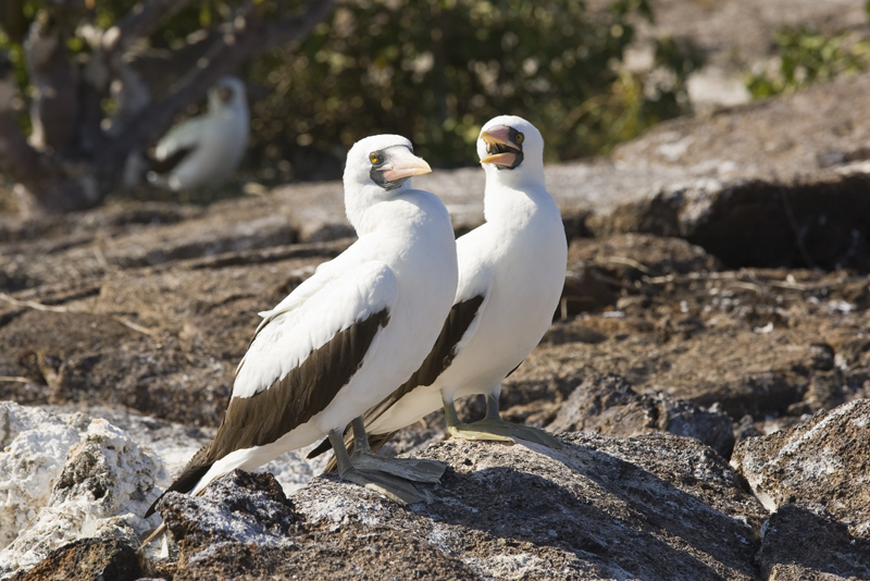 Nazca Booby Tower 03
