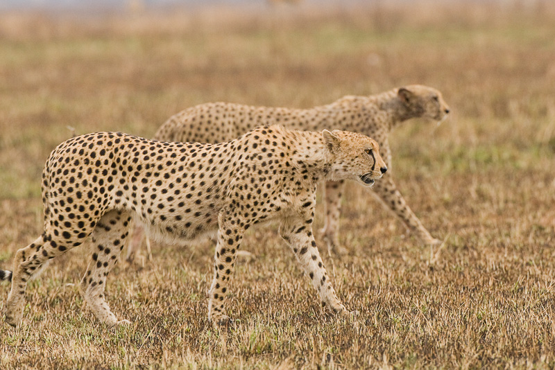 Cheetah Masai Mara 02.jpg