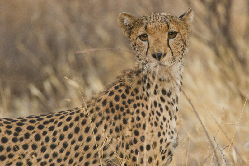 Cheetah Samburu 04.jpg