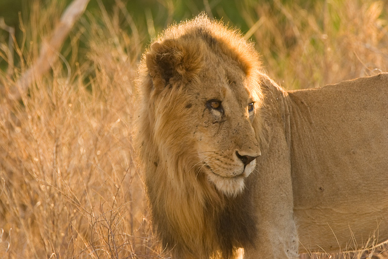 Lion Samburu 03.jpg