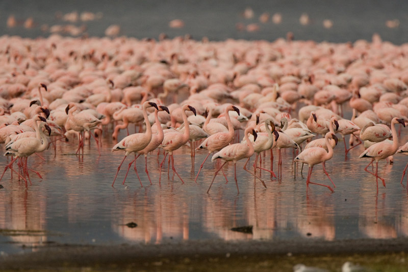 Flamingos  Lake Nakuru-03.jpg