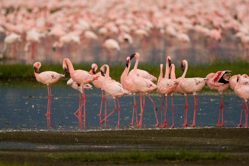 Flamingos  Lake Nakuru-05.jpg