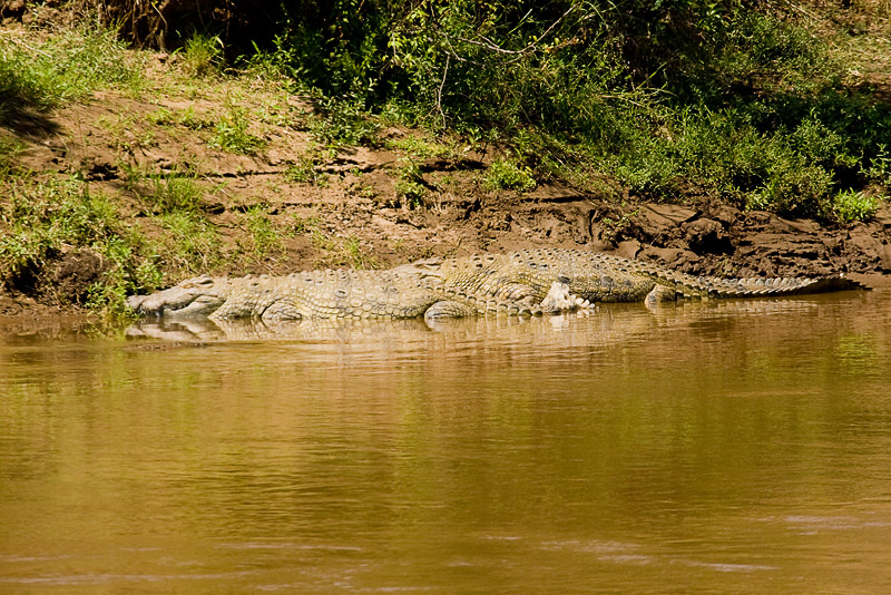 Nile Crocodile Masai Mara-13.jpg