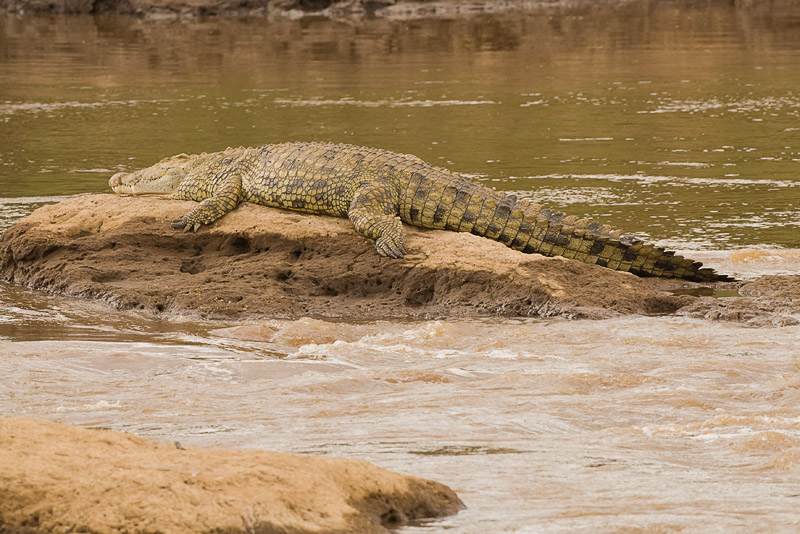 Nile Crocodile Masai Mara-14.jpg