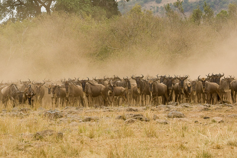 Wildebeest Migration - Masai Mara 01.jpg