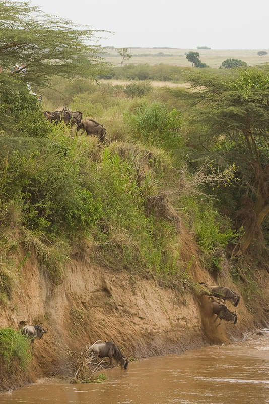 Wildebeest Migration - Masai Mara 03.jpg