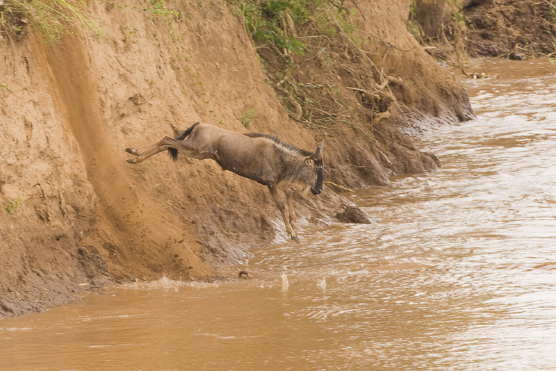 Wildebeest Migration - Masai Mara 04.jpg