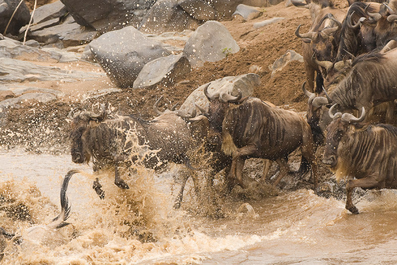 Wildebeest Migration - Masai Mara 06.jpg
