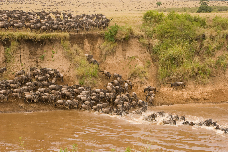 Wildebeest Migration - Masai Mara 08.jpg