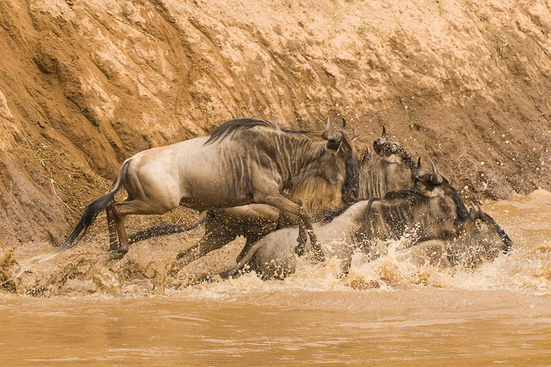 Wildebeest Migration - Masai Mara 09.jpg