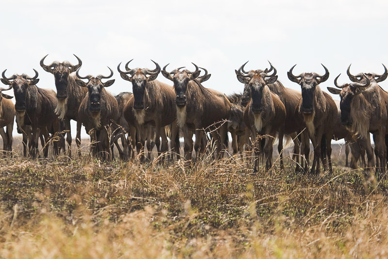 Wildebeest Migration - Masai Mara 10.jpg