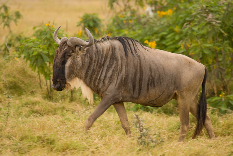 Wildebeest Migration Masai Mara-11.jpg