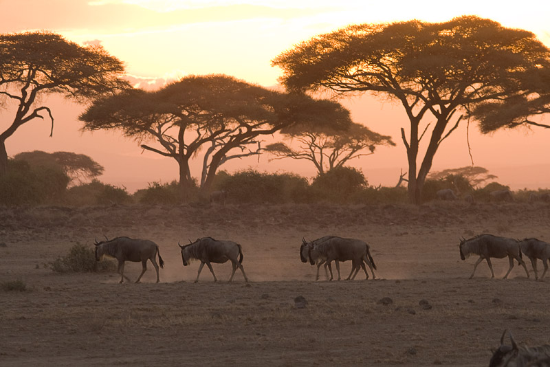 Wildebeest Migration Masai Mara-12.jpg