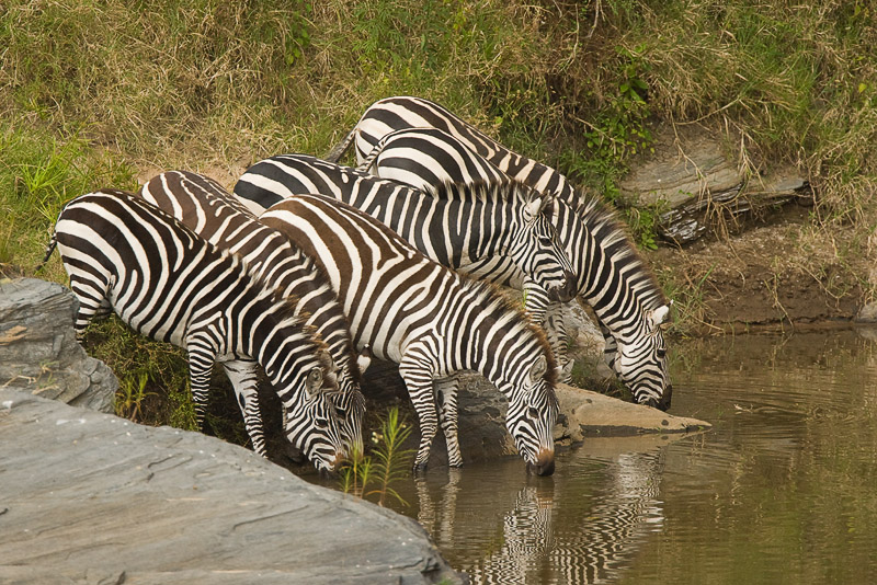 Common Zebra Masai Mara-02.jpg