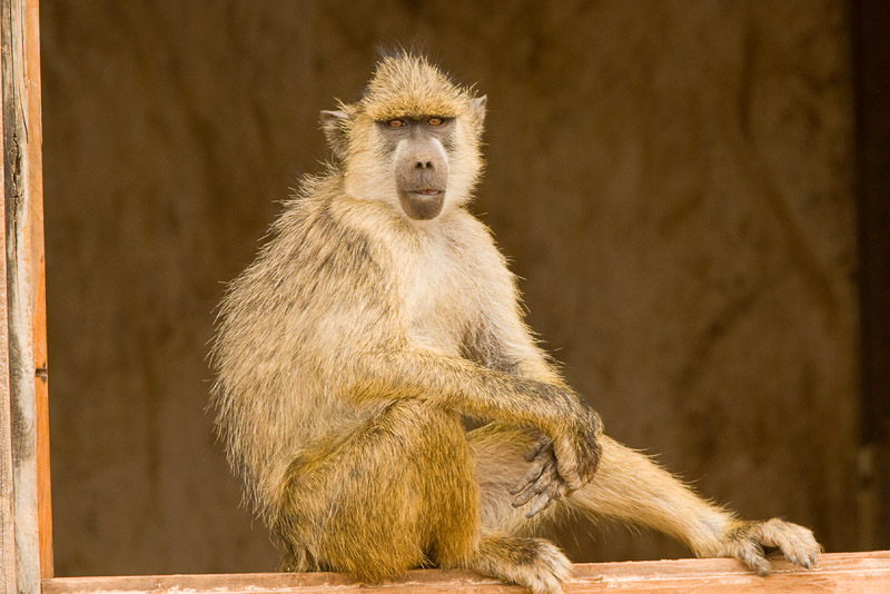 Yellow Baboon  Amboseli-05.jpg