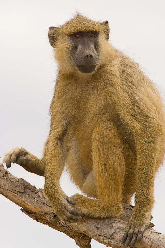 Yellow Baboon  Amboseli-06.jpg