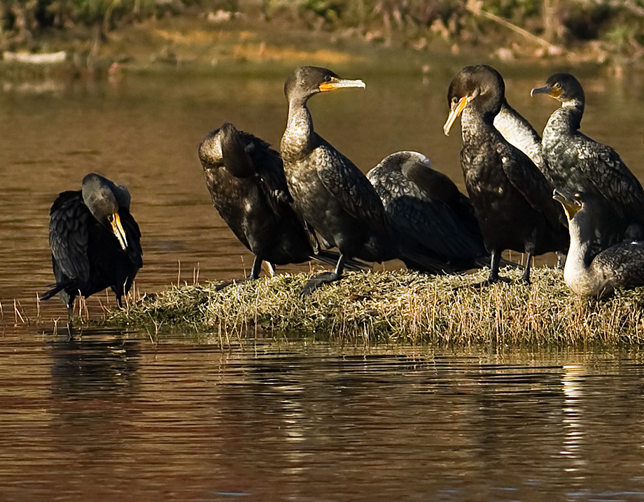 Cormorants