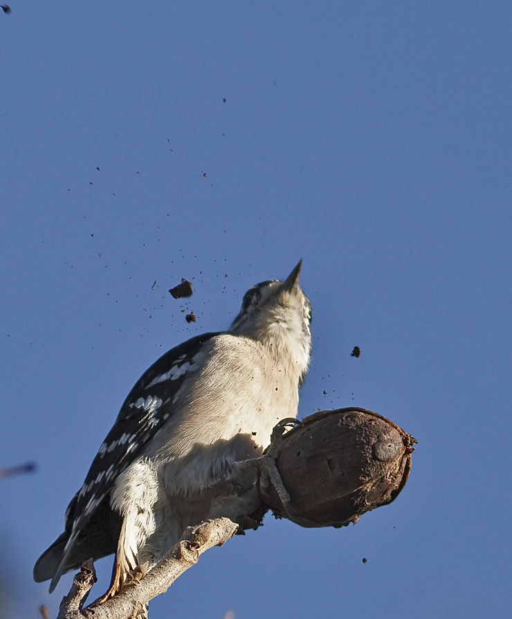 Downy Woodpecker