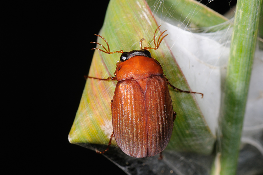 Brown Chafer, Serica brunnea, Natoldenborre 2