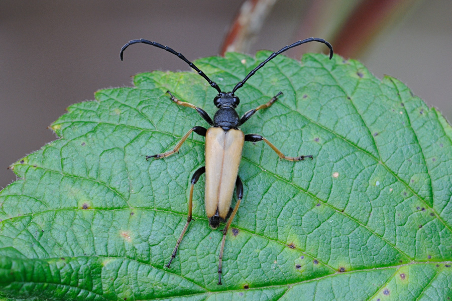 Strictoleptura rubra, Rd blomsterbuk 1