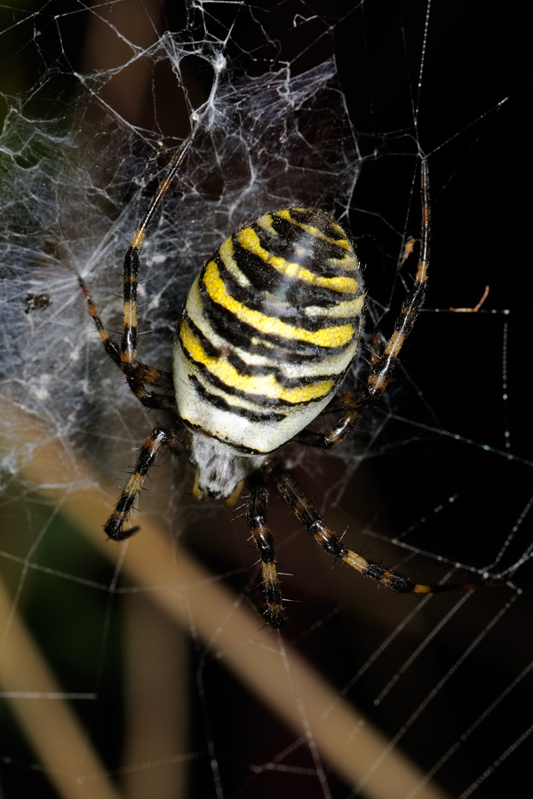 Wasp spider, Argiope bruennichi, Hvepseedderkop 1