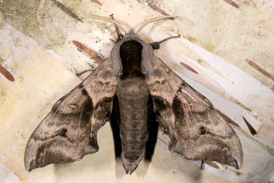 Eyed Hawk-moth, Smerinthus ocellata, Aftenpfugleje 4