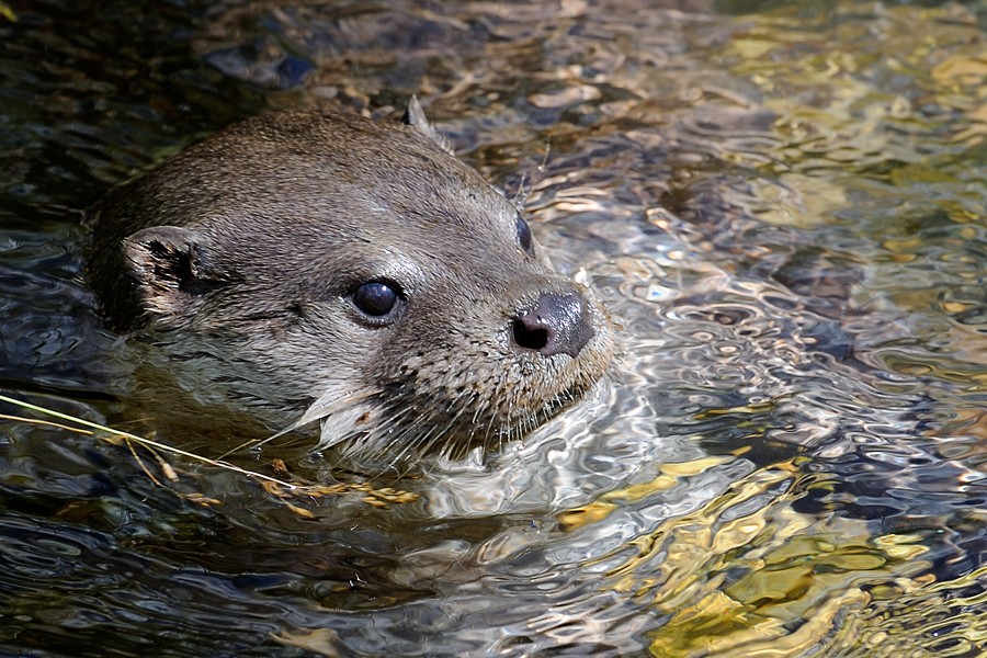 European Otter, Lutra lutra, Odder 6