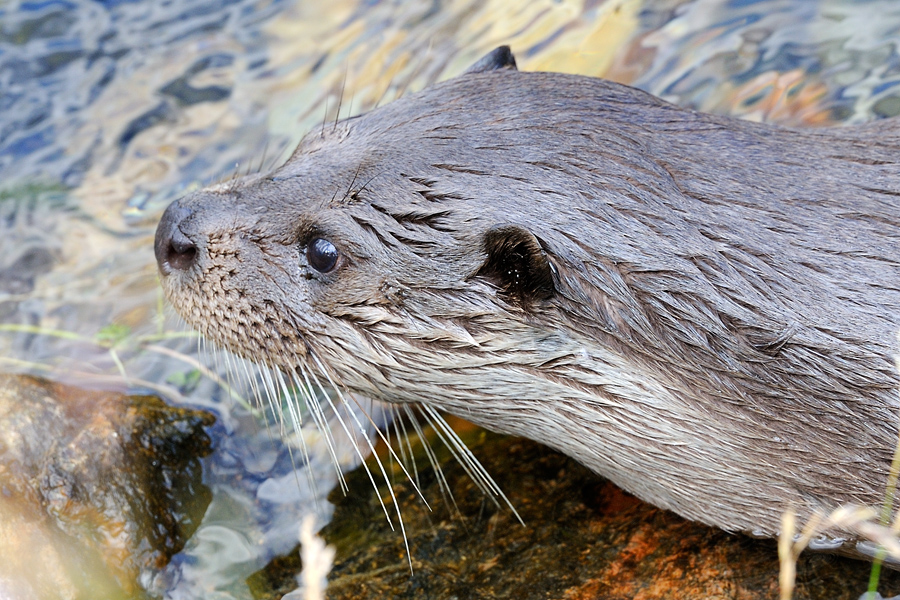 European Otter, Lutra lutra, Odder 7