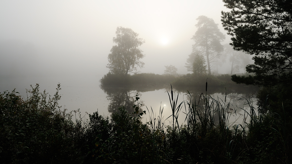 Vejlbo moor by morning 5