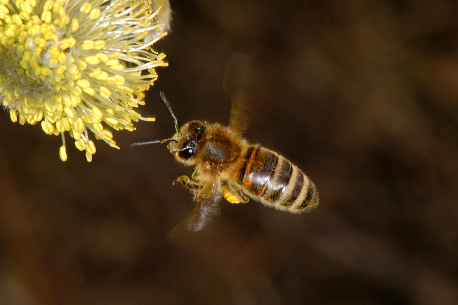 Bee collecting pollen 6
